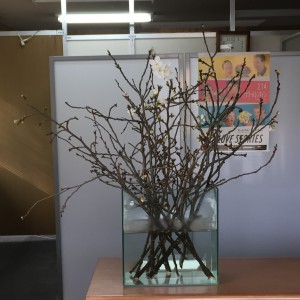 剪定後ｻｸﾗ　1F
